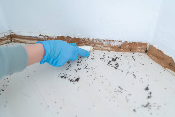 Best Mosquito Control Services  in Sawmills, NC